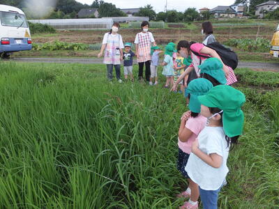 田んぼを見にいきました。