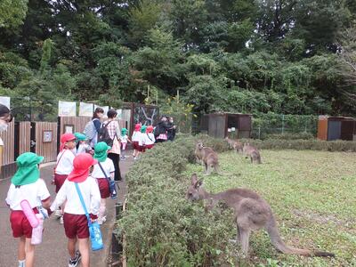 カンガルー見学